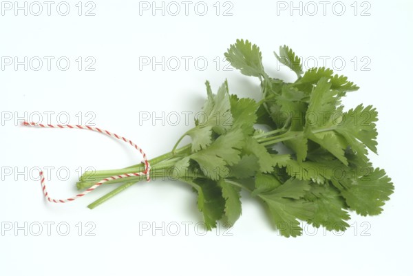 Leaf (umbelliferae) coriander (Coriandrum sativum), coriander, true coriander, plant species in the
