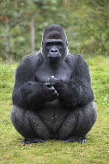 Western Gorilla, male (Gorilla gorilla gorilla), silverback
