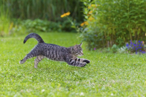House cat, kitten, tabby