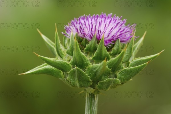 Silybum marianum (Silybum marianum, Carduus marianus) (Silybum marianum