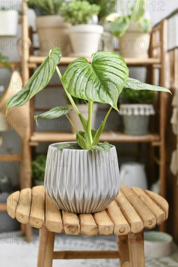 Tropical 'Philodendron Mamei' houseplant with silver pattern in flower pot on wooden table