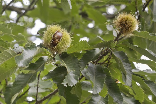 Sweet chestnut (Castanea sativa), Lower Saxony, Germany, Europe