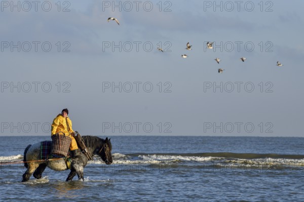 Horse fishermen catching Brown shrimp (Crangon crangon), Koksijde, North Sea coast, province of