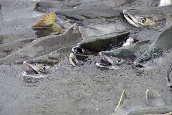 Pink salmons (Oncorhynchus gorbuscha) swimming densely packed up the river, Prince William Sound,