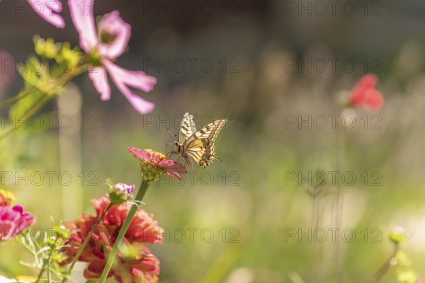 Swallowtail butterfly (Papilio machaon) foraging for nectar on a flower in a garden. Cevennes,