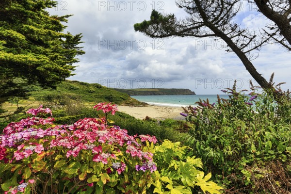 View over flowering hydrangea to the sea, Carne Beach, coastline, Roseland Peninsula, Gerrans Bay,