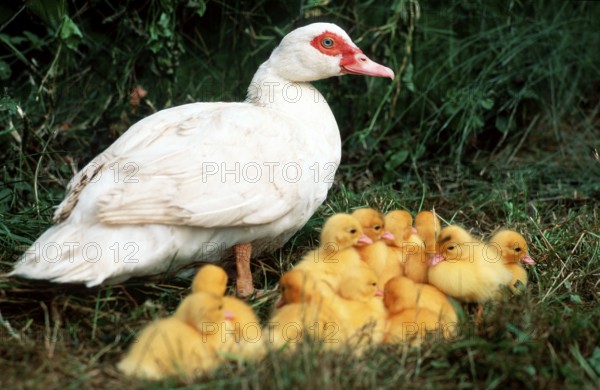Domestic muscovy ducks, females with chicks, domestic duck