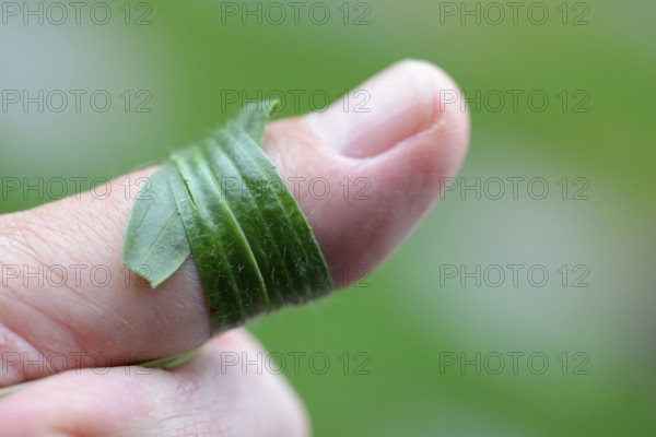 Ribwort plantain (Plantago lanceolata) wrapped around thumb, wound care, for insect bites
