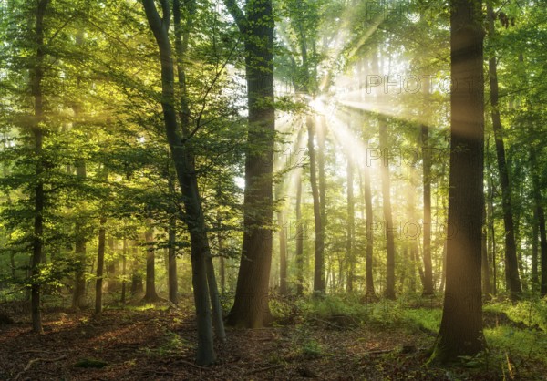 Sun shines through natural beech forest with morning fog, Burgenlandkreis, Saxony-Anhalt, Germany,