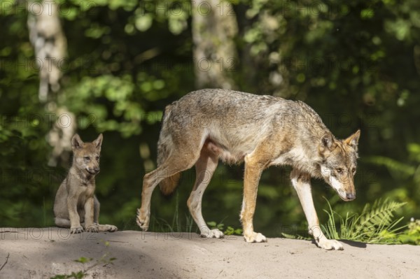 European gray wolf (Canis lupus) alpha wolf with pup, Germany, Europe