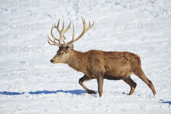 Red deer (Cervus elaphus) stag on a snowy meadow in the mountains in tirol, Kitzbühel, Wildpark