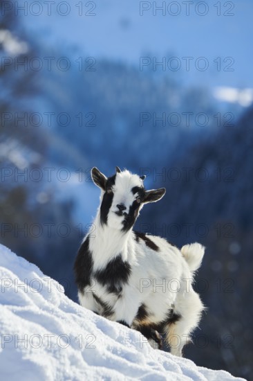 Domestic goat (Capra hircus) kid on a snowy meadow in winter, tirol, Kitzbühel, Wildpark Aurach,