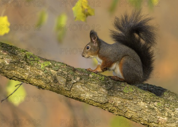 Eurasian red squirrel (Sciurus vulgaris), sitting on a branch, autumn, Rosensteinpark, Stuttgart,