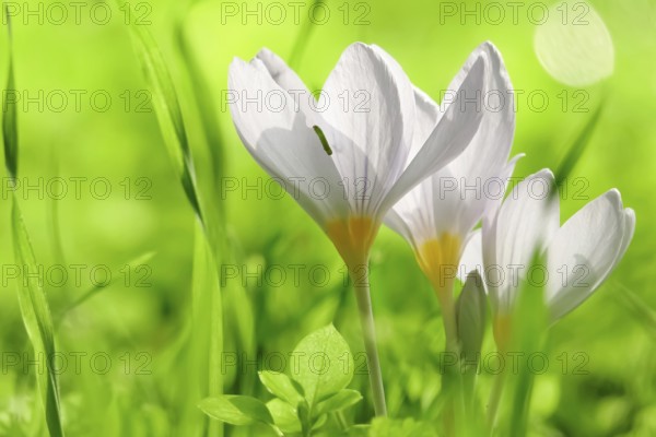 Autumn crocus (Colchium speciosum), September, Saxony, Germany, Europe