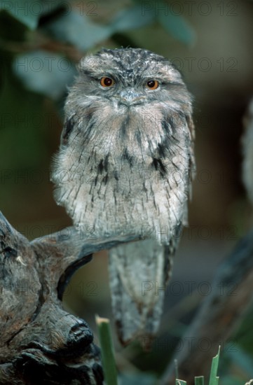 Tawny frogmouth (Podargus strigoides), Australia, animals, bird, birds, outside, exterior, branch,