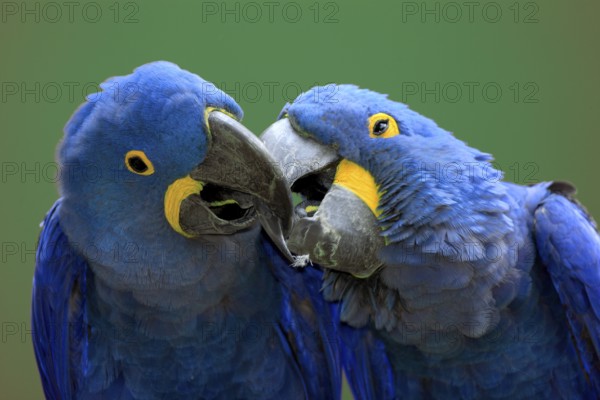 Hyacinth Macaws (Anodorhynchus hyacinthinus), pair