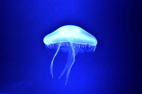 Moon Jelly (Aurelia aurita), Palma Aquarium, Palma de Mallorca, Majorca, Balearic Islands, Spain,