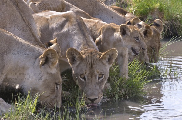 Lions (Panthera leo) drinking, Nsefu sector, South Luangwa National Park, Zambia, Africa