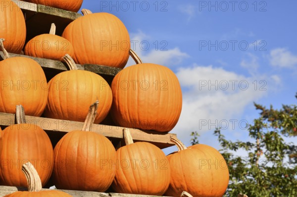 Orange Halloween 'Ghostride' pumpkins on shelves