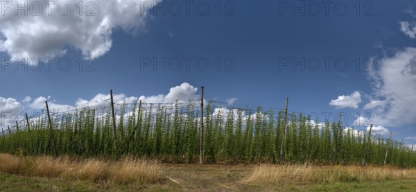 Hop (Humulus lupulus) cultivation, Herpersdorf, Middle Franconia, Bavaria, Germany, Europe
