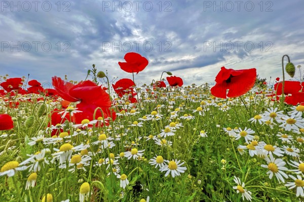 Poppy (Papaver) wild chamomile (Matricaria chamomilla) Flowering strip, sunrise, summer meadow,