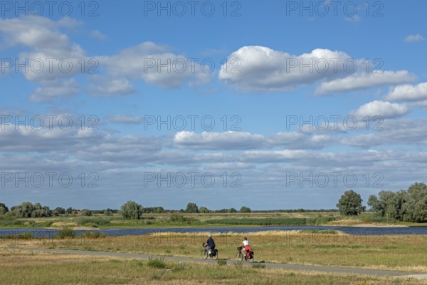 Cyclist, Elbe Cycle Route, Elbe, Hitzacker, Elbtalaue, Lower Saxony, Germany, Europe
