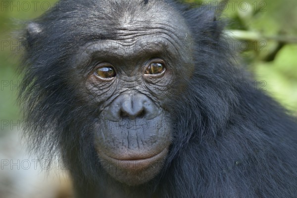 Bonobo (Pan paniscus), portrait, Lola ya Bonobo Sanctuary, Kimwenza, Mont Ngafula, Kinshasa,