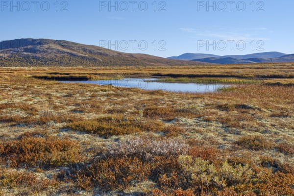 Dovrefjell National Park in autumn, Oppdal, Norway, Europe