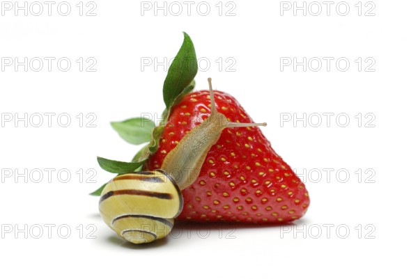 Tape snail on strawberry, tape snail, snail plague, snail food