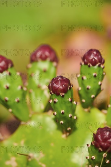 Indian fig opuntia (Opuntia ficus-indica) blossoms and fruits, ebro delta, Catalonia, Spain, Europe