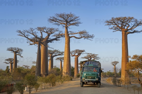 Avenue of the Baobabs, Grandidier's baobabs lining unpaved Road No. 8 between Morondava and Belon'i