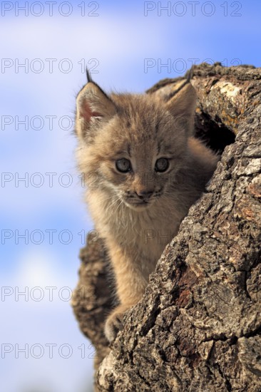 Canadian Lynx, cub, 8 weeks (Lynx lynx canadensis) (Felis lynx canadensis), Silver Lynx