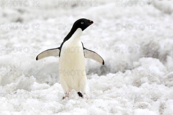 Adelie Penguin (Pygoscelis adeliae), adult in snow, Antarctica, Devil Island, Weddell Sea,