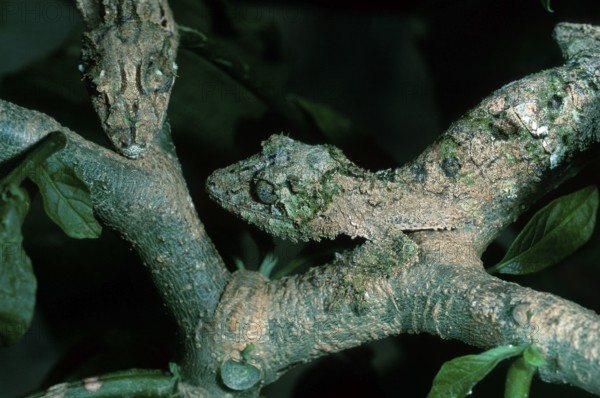 Leaf-tailed Gecko (Uroplatus guentheri), Madagascar, Africa