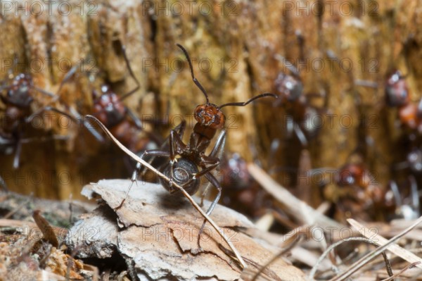 Wood Ant, transporting nest material, Lower Saxony, Germany (Formica rufa)
