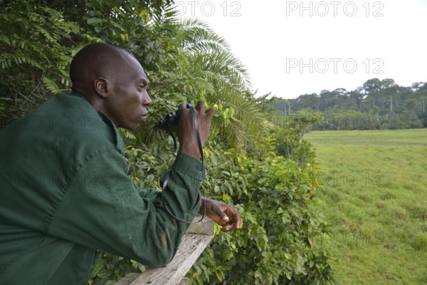 Ranger observing animals, Ndangaye clearing, Lobéké National Park, East Region, Cameroon, Africa
