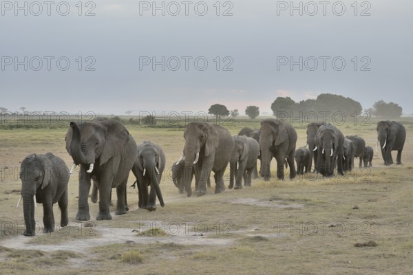 Herd of African Bush Elephants (Loxodonta africana), Amboseli National Park, Rift Valley Province,