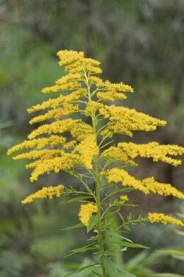Canada goldenrod (Solidago canadensis), Kiel, Schleswig-Holstein, Germany, Europe