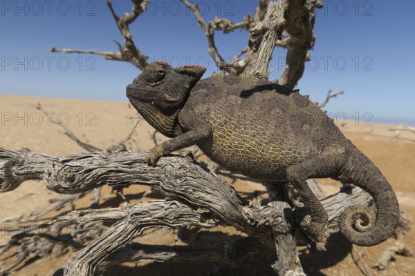 Namaqua Chameleon (Chamaeleo namaquensis), Namib Desert in Swakopmund, Namibia, Africa