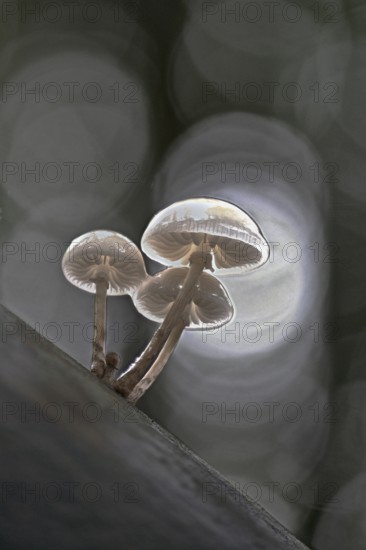Porcelain fungi (Oudemansiella mucida), Emsland, Lower Saxony, Germany, Europe