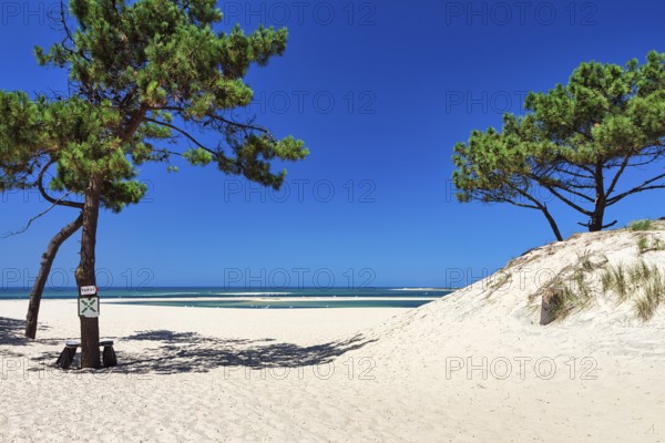 Pines (pinus) on a dune, shifting sand dune, path to the beach, Dune du Pilat, Banc d'Arguin nature