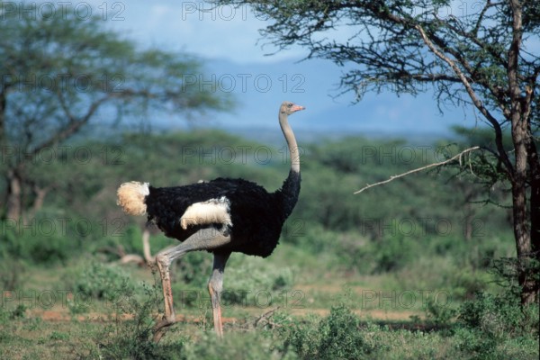 Somali Ostrich, male, Samburu Game Reserve, Kenya (Struthio camelus molybdophanes), side