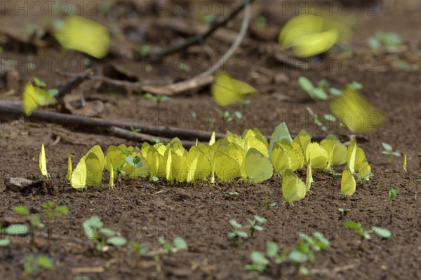 Common Grass Yellow (Eurema hecabe), Lobéké National Park, East Region, Cameroon, Africa