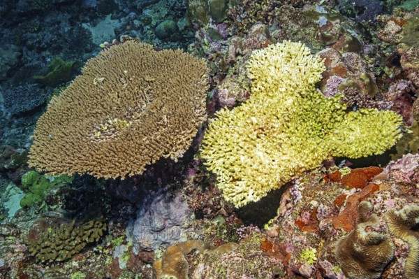 View from above left healthy intact hyacinth table coral (Acropora hyacinthus) hyacinth table coral