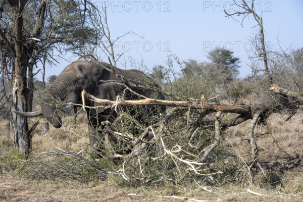 African elephant (Loxodonta africana) eating dry branches from a fallen tree, environmental