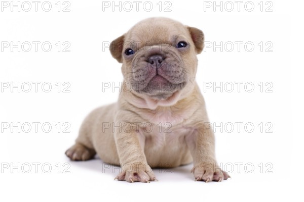 Cute cream 3 weeks old French Bulldog dog puppy with blue eyes isolated on white background