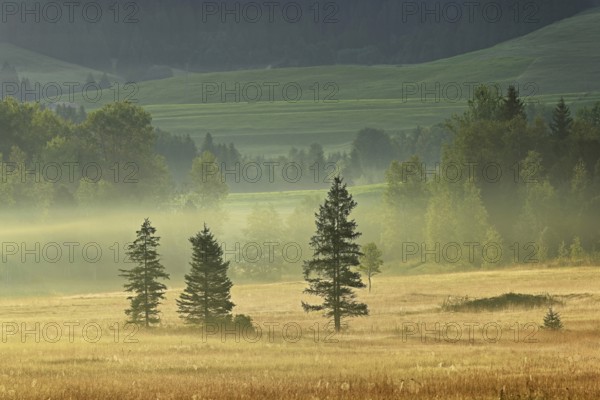 Trees in the early morning mist, Rothenthurm upland moor, Canton Schwyz, Switzerland, Europe