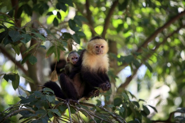 White-headed capuchin (Cebus capucinus), female with young, Roatan, Honduras, Central America
