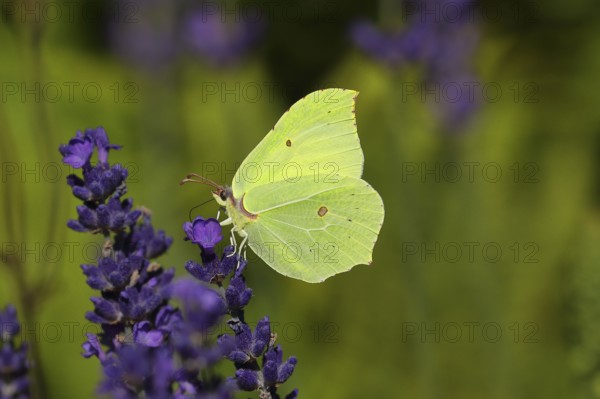 Lemon butterfly (Gonepteryx rhamny) on lavender flower, Wilden, North Rhine-Westphalia, Germany,