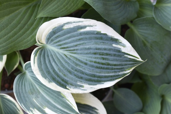 Leaf of Asian Hosta plant with green and with white color